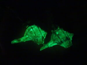 Boucles d’oreilles coquillage phosphorescent & pierre de lune